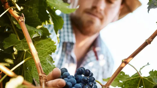 Card Informe OBS Sector Primario