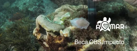 A Mar, ganadora de las Becas OBS Impacto